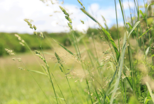 gras in de wind