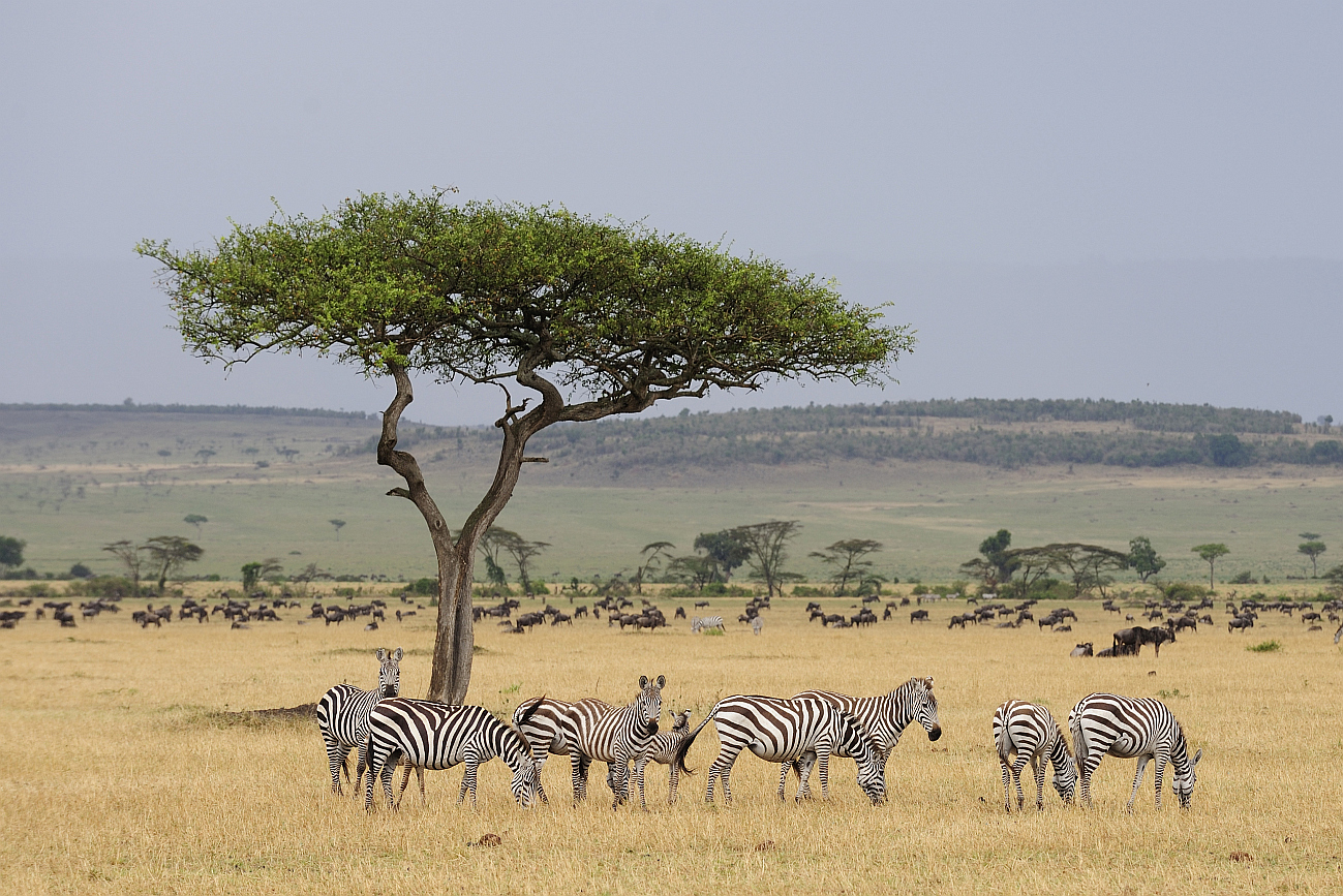Serengeti savanne in Africa
